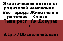  Экзотические котята от родителей чемпионов - Все города Животные и растения » Кошки   . Тыва респ.,Ак-Довурак г.